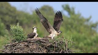 Osprey flight school [upl. by Oshinski]