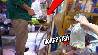 Saving DYING FISH from SMALL DRIED UP FISH BOWL MUST WATCH [upl. by Justicz]