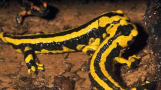 Salamandra salamandra terrestris [upl. by Shanney]