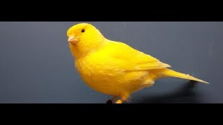 Canary bird Sounds [upl. by Nyliret]