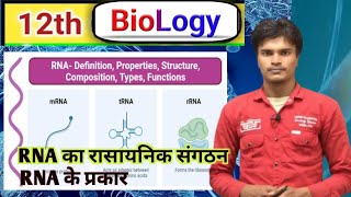 RNA  definition composition types function ।। mRNA tRNA rRNA ।। types of rna class 12th biology [upl. by Ziegler]