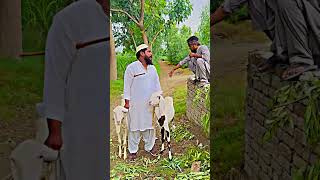 Bakri Chori Kr Lishorts [upl. by Erinn]