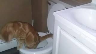 My cat using the toilet [upl. by Ahseined]