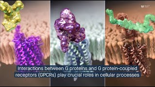 G protein trimer GβGγ composition influences membrane localization and GPCRmediated signaling [upl. by Nnylak]