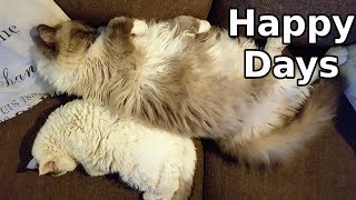 Happy Days  Bowie The Ragdoll Cat amp Bella The Lambkin Cat [upl. by Frolick254]