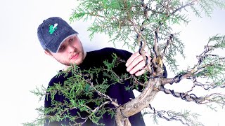 How To Make A Natural Bonsai  FULL PROCESS amp EXPLANATION [upl. by Pollyanna]