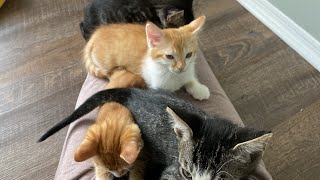 Four Sleepy Purring Kittens On My Lap [upl. by Nevram]