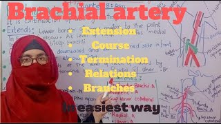 Anatomy of brachial artery  course  relations  branches diagrammatic demonstration  upper limb [upl. by Pollux]