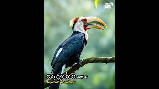 කෑදැත්තා දැකලා තියෙනවද Hornbill bird Sri Lanka Nature Visit Journey [upl. by Ollopa]