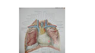 Anatomie du coeur [upl. by Minerva]