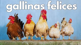 Snacks para GALLINAS saludables🐣 [upl. by Rettig]