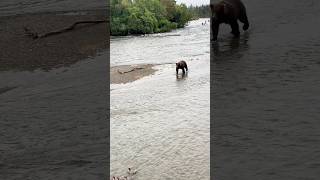 Fishing Among Bears Coexisting in Katmai National Park’s Wilderness [upl. by Brigid]