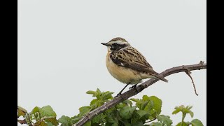 Whinchat Fen Drayton RSPB Cambridgeshire 6524 [upl. by Crowley941]