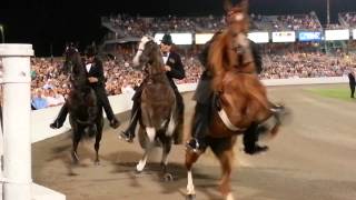 2013 WGC Tennessee Walking Horse Celebration Stake [upl. by Nahsor533]