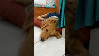 Took Revenge with Sock 🤣 dog goldenretriever doglover puppy [upl. by Coffee]