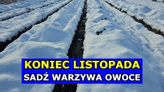 KONIEC LISTOPADA to Świetny Termin na Sadzenie Warzyw i Owoców Co siać sadzić w Listopadzie Grudniu [upl. by Scheck]