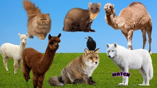 Wild Animal Sounds Cat Stoat Camel Alpaca Fox Raven  Animal Sounds animalsounds [upl. by Kirred]