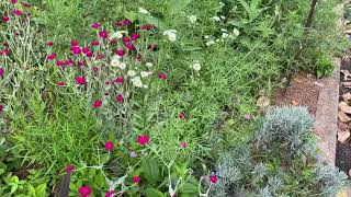 Plant Review Rose campion Lychnis coronaria [upl. by Adnaram]