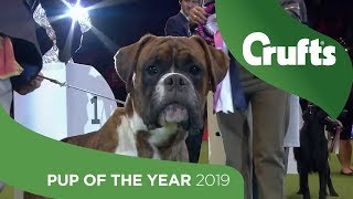 Eukanuba Pup of the Year  Crufts 2019 [upl. by Nebur]