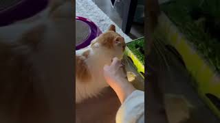 Video of adoptable pet named Butterscotch [upl. by Suolekcin870]