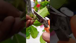 Red allamanda plant propagation from cutting  Allamanda cutting growing shorts youtubeshorts [upl. by Esinart]