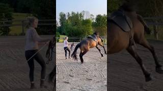 jungpferd hengst problem jungpferdeausbildung buckskin leajell [upl. by Ataner924]