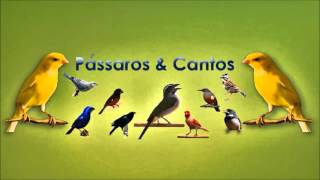 Cantos da Natureza  Varios Passaros Cantando [upl. by Rednael494]