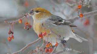 Pine Grosbeak [upl. by Acebber]