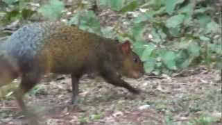 CUTIA DASYPROCTA AGOUTI DASYPROCTA AGUTI Em busca de alimento [upl. by Theodora524]