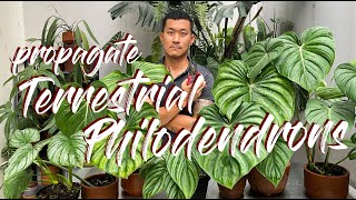 100 Propagation Success HACK For Terrestrial Philodendrons  Demonstration WITH UPDATES [upl. by Ahsitam]