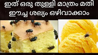 ഈച്ചയെ വീട്ടിൽനിന്ന് അകറ്റാം  how to get rid of House flies naturally [upl. by Anrahc]