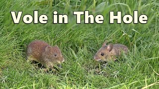 Videos for Cats to Watch Voles in Holes  Vole in The Hole [upl. by Atinev]