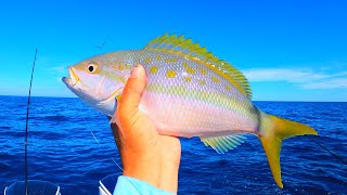 COMO PESCAR RABIRUBIA YELLOW TAIL SNAPPER [upl. by Nalani]