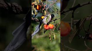 Fruit eating by beautiful birds new trending satisfy shortsfeed fruit [upl. by Earesed]