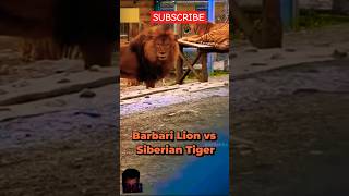 Barbary lion vs Siberian Tiger battle lion tiger animals reels tranding reels facts tiger [upl. by Meredi501]