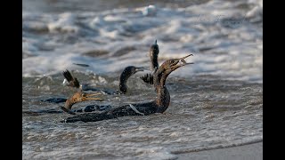 Socotra Cormorants  Dibba UAE [upl. by Dadirac266]