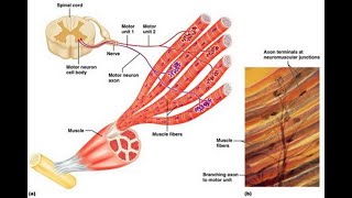 Muscle Part 5  Twitch Summation Tetanus Motor Units The Size Principle [upl. by Llehcar]