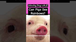 Can pigs see rainbows podcast interestingthings science [upl. by Eidassac]