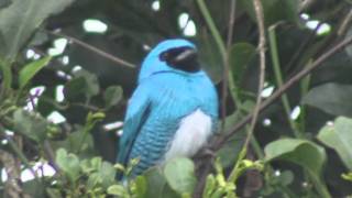 Aves do Brasil  A beleza do Saíandorinha [upl. by Milson407]