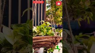 Free of cost Unique hanging Planter Using Wooden Sticks diyplants idea [upl. by Weidner]