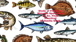 Notopterus fish as a Museum specimen by Dr Sunita Singh [upl. by Neryt]