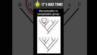 Monophyletic vs Paraphyletic groups [upl. by Anerom]