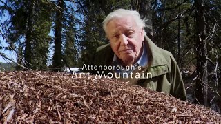 David Attenboroughs Ant Mountain  FULL DOCUMENTARY  2017 HD [upl. by Vine]