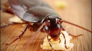 Easy Home Remedy To Kill Cockroaches 🪳 [upl. by Raybourne]