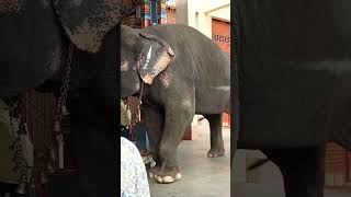 Beautiful temple Elephant Oppiliyappan Thirumal Temple  Kumbakonam [upl. by Pearle896]