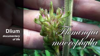 Apa apa Flemingia macrophylla  part 1 [upl. by Euhc]