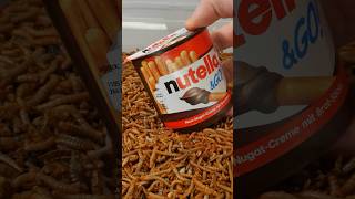 Mealworms vs Nutella [upl. by Nole]