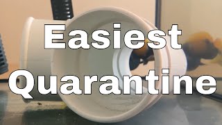 Easiest Saltwater Fish Quarantine Method [upl. by Ailugram]