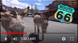 Oatman Arizona [upl. by Abercromby]