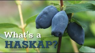 What is a Haskap [upl. by Savart]